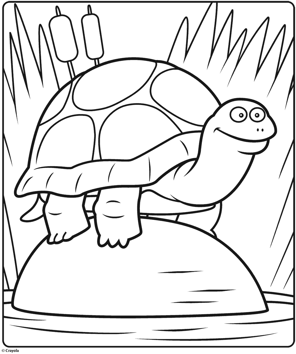 Turle