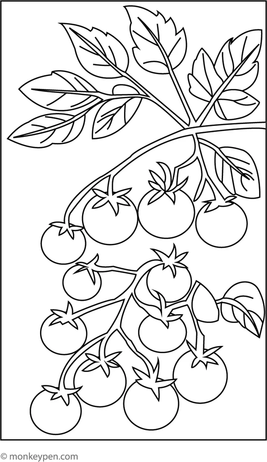 4772 2 Cherry Tomato Bunch Coloring Page