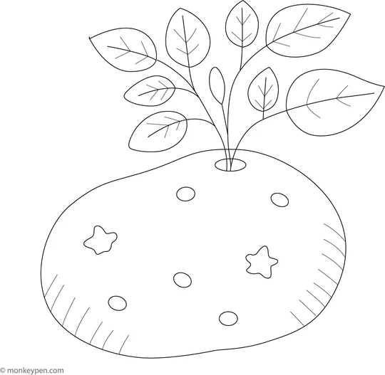 4923 11 Potato With Sprout